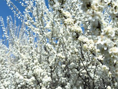Çiçek açan ağaç dalları açık mavi gökyüzüne karşı. Bahar, doğa, tazelik ve sakinlik.