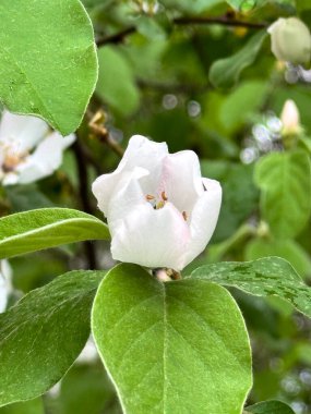 Bahar bahçesinde taze yeşil yapraklarla çevrili narin beyaz ayva çiçeği.
