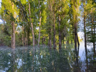 Su basmış orman turkuaz suyla ve uzun ağaçların yansımalarıyla dolu.