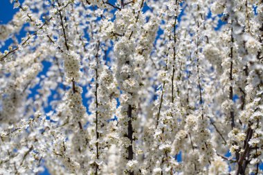 Çiçek açan ağaç dalları açık mavi gökyüzüne karşı. Bahar, doğa, tazelik ve sakinlik.