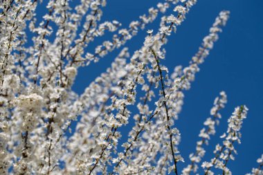 Çiçek açan ağaç dalları açık mavi gökyüzüne karşı. Bahar, doğa, tazelik ve sakinlik.