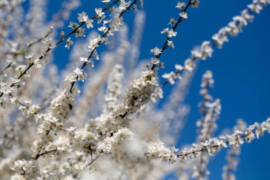 Çiçek açan ağaç dalları açık mavi gökyüzüne karşı. Bahar, doğa, tazelik ve sakinlik.