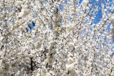 Çiçek açan ağaç dalları açık mavi gökyüzüne karşı. Bahar, doğa, tazelik ve sakinlik.