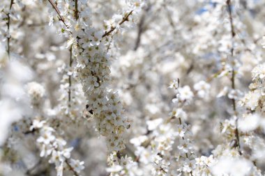 İlkbaharda kiraz veya erik dalları açar. Koyu dallara karşı beyaz kokulu çiçekler şefkat, tazelik ve doğal güzelliği çağrıştırıyor.