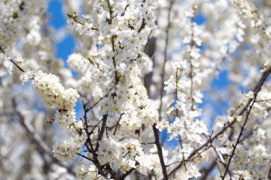 İlkbaharda kiraz veya erik dalları açar. Koyu dallara karşı beyaz kokulu çiçekler şefkat, tazelik ve doğal güzelliği çağrıştırıyor.