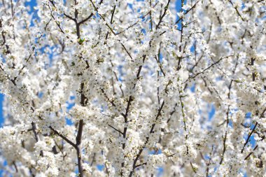 İlkbaharda kiraz veya erik dalları açar. Koyu dallara karşı beyaz kokulu çiçekler şefkat, tazelik ve doğal güzelliği çağrıştırıyor.