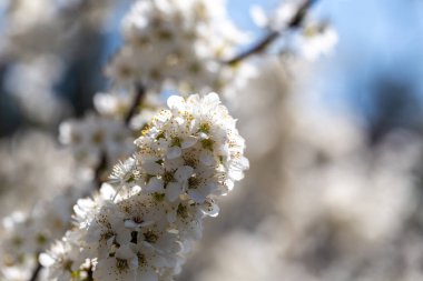 Durgun mavi atmosfere uzanan çiçekli dallar mevsimsel dönüşümü vurguluyor.