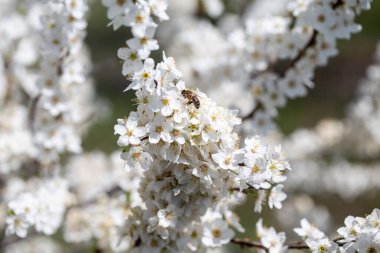 Durgun mavi atmosfere uzanan çiçekli dallar mevsimsel dönüşümü vurguluyor.