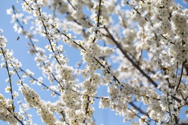 Durgun mavi atmosfere uzanan çiçekli dallar mevsimsel dönüşümü vurguluyor.