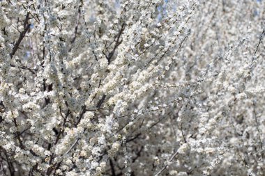 Çiçek açan ağaç dalları açık mavi gökyüzüne karşı. Bahar, doğa, tazelik ve sakinlik.