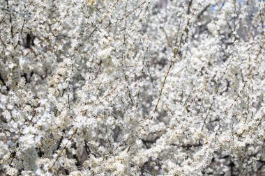 Çiçek açan ağaç dalları açık mavi gökyüzüne karşı. Bahar, doğa, tazelik ve sakinlik.