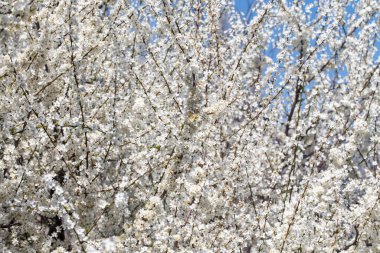 Durgun mavi atmosfere uzanan çiçekli dallar mevsimsel dönüşümü vurguluyor.