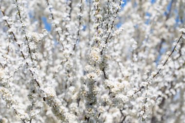 Çiçek açan ağaç dalları açık mavi gökyüzüne karşı. Bahar, doğa, tazelik ve sakinlik.