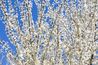Çiçek açan ağaç dalları açık mavi gökyüzüne karşı. Bahar, doğa, tazelik ve sakinlik.