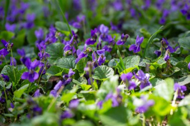 Bahar çiçekleri. Mor menekşeler bahar ormanlarında çiçek açar. Viola odorata