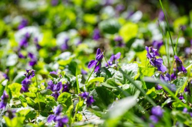 Bahar çiçekleri. Mor menekşeler bahar ormanlarında çiçek açar. Viola odorata
