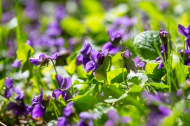 Bahar çiçekleri. Mor menekşeler bahar ormanlarında çiçek açar. Viola odorata