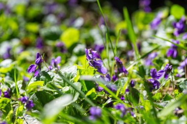 Bahar çiçekleri. Mor menekşeler bahar ormanlarında çiçek açar. Viola odorata