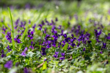 Bahar çiçekleri. Mor menekşeler bahar ormanlarında çiçek açar. Viola odorata