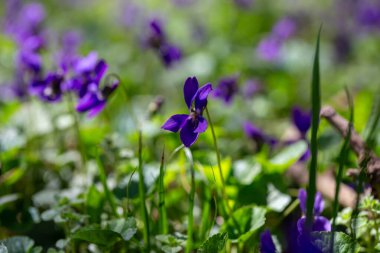 Bahar çiçekleri. Mor menekşeler bahar ormanlarında çiçek açar. Viola odorata