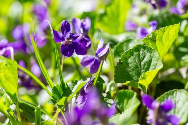 Bahar çiçekleri. Mor menekşeler bahar ormanlarında çiçek açar. Viola odorata