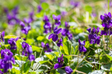 Bahar çiçekleri. Mor menekşeler bahar ormanlarında çiçek açar. Viola odorata