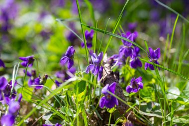 Bahar çiçekleri. Mor menekşeler bahar ormanlarında çiçek açar. Viola odorata