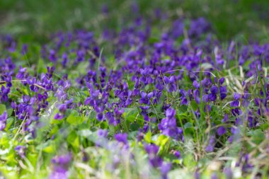 Bahar çiçekleri. Mor menekşeler bahar ormanlarında çiçek açar. Viola odorata