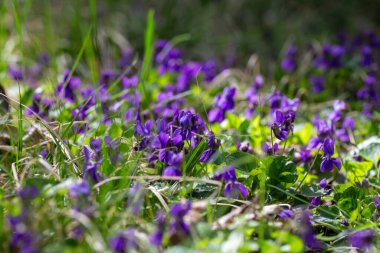 Bahar çiçekleri. Mor menekşeler bahar ormanlarında çiçek açar. Viola odorata