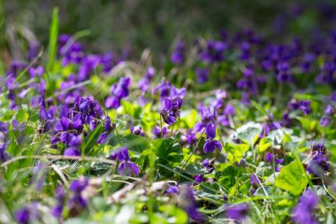 Bahar çiçekleri. Mor menekşeler bahar ormanlarında çiçek açar. Viola odorata