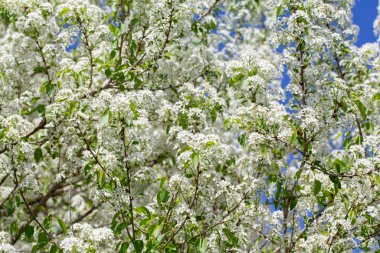 Narin beyaz yapraklar ve güneş ışığıyla çiçek açmış bahar kiraz ağacı..