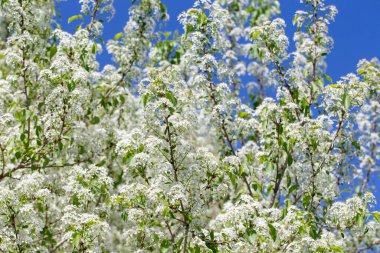 Narin beyaz yapraklar ve güneş ışığıyla çiçek açmış bahar kiraz ağacı..