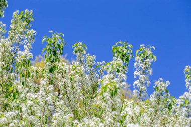 Narin beyaz yapraklar ve güneş ışığıyla çiçek açmış bahar kiraz ağacı..