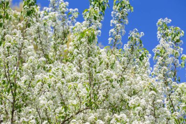 Narin beyaz yapraklar ve güneş ışığıyla çiçek açmış bahar kiraz ağacı..