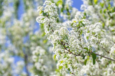 Narin beyaz yapraklar ve güneş ışığıyla çiçek açmış bahar kiraz ağacı..