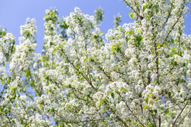 Narin beyaz yapraklar ve güneş ışığıyla çiçek açmış bahar kiraz ağacı..