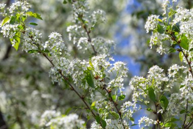 Narin beyaz yapraklar ve güneş ışığıyla çiçek açmış bahar kiraz ağacı..