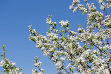 Elma ağacı dalları narin beyaz çiçeklerle kaplı açık mavi gökyüzüne uzanıyor. Işık ve tazelikle dolu aydınlık bir bahar sabahı yeni bir mevsimin başlangıcı..