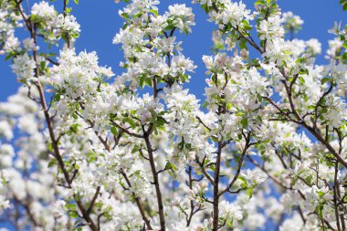 Elma ağacı dalları narin beyaz çiçeklerle kaplı açık mavi gökyüzüne uzanıyor. Işık ve tazelikle dolu aydınlık bir bahar sabahı yeni bir mevsimin başlangıcı..