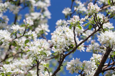 Elma ağacı dalları narin beyaz çiçeklerle kaplı açık mavi gökyüzüne uzanıyor. Işık ve tazelikle dolu aydınlık bir bahar sabahı yeni bir mevsimin başlangıcı..
