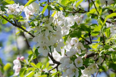 Elma ağacı dalları narin beyaz çiçeklerle kaplı açık mavi gökyüzüne uzanıyor. Işık ve tazelikle dolu aydınlık bir bahar sabahı yeni bir mevsimin başlangıcı..