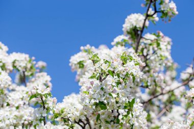 Açık gökyüzüne karşı pembe tomurcukları olan bahar elması dalı taze yeşil yapraklar ve yumuşak pastel çiçek detaylarıyla minimum doğa arka planı.