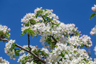Açık gökyüzüne karşı pembe tomurcukları olan bahar elması dalı taze yeşil yapraklar ve yumuşak pastel çiçek detaylarıyla minimum doğa arka planı.
