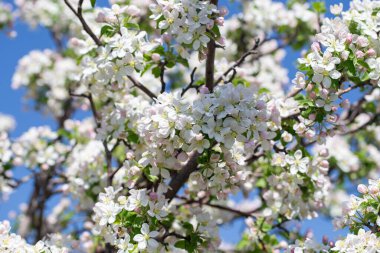 Açık gökyüzüne karşı pembe tomurcukları olan bahar elması dalı taze yeşil yapraklar ve yumuşak pastel çiçek detaylarıyla minimum doğa arka planı.