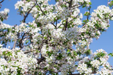 Açık gökyüzüne karşı pembe tomurcukları olan bahar elması dalı taze yeşil yapraklar ve yumuşak pastel çiçek detaylarıyla minimum doğa arka planı.