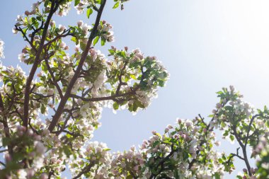 Açık gökyüzüne karşı pembe tomurcukları olan bahar elması dalı taze yeşil yapraklar ve yumuşak pastel çiçek detaylarıyla minimum doğa arka planı.