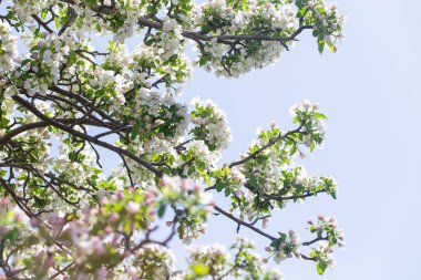 Açık gökyüzüne karşı pembe tomurcukları olan bahar elması dalı taze yeşil yapraklar ve yumuşak pastel çiçek detaylarıyla minimum doğa arka planı.