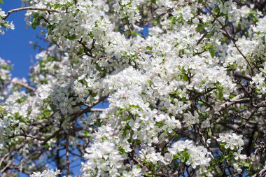 Açık gökyüzüne karşı pembe tomurcukları olan bahar elması dalı taze yeşil yapraklar ve yumuşak pastel çiçek detaylarıyla minimum doğa arka planı.