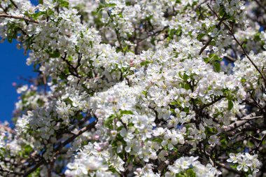 Açık gökyüzüne karşı pembe tomurcukları olan bahar elması dalı taze yeşil yapraklar ve yumuşak pastel çiçek detaylarıyla minimum doğa arka planı.
