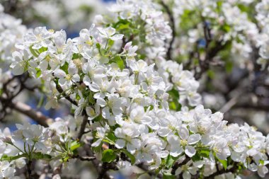 Açık gökyüzüne karşı pembe tomurcukları olan bahar elması dalı taze yeşil yapraklar ve yumuşak pastel çiçek detaylarıyla minimum doğa arka planı.